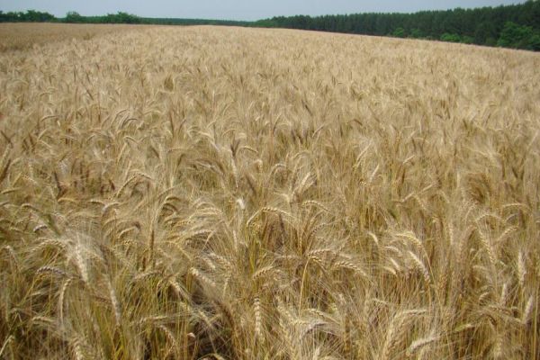 Embrapa trará portfólio de cultivares de trigo para o Show Rural de Inverno