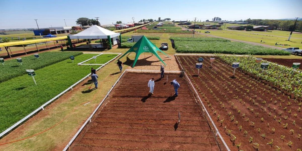 Tudo pronto para o início do maior evento de trigo do Brasil