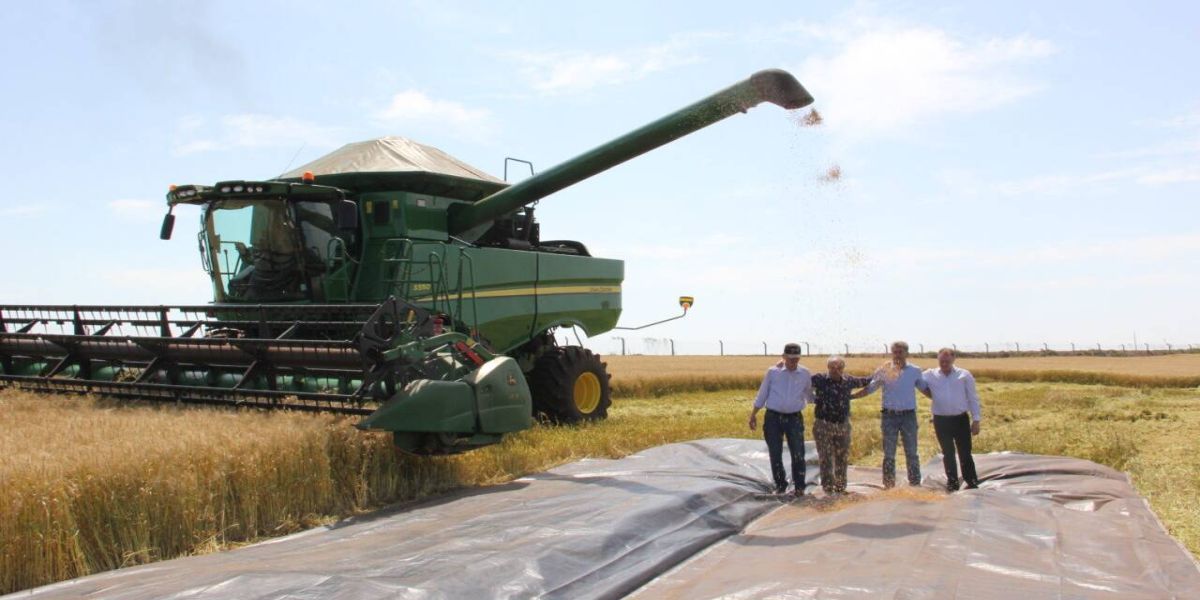 Brasil tem a chance de se tornar exportador de trigo, diz Ortigara