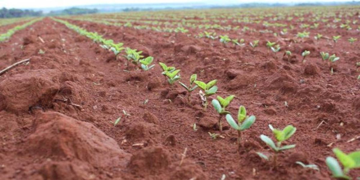 Paraná e Rondônia iniciam plantio da soja no dia 10, mas La Niña preocupa