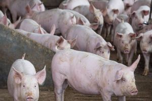 Imagem referente a notícia: 21,3 mil toneladas: exportações paranaenses de suínos têm melhor resultado para março