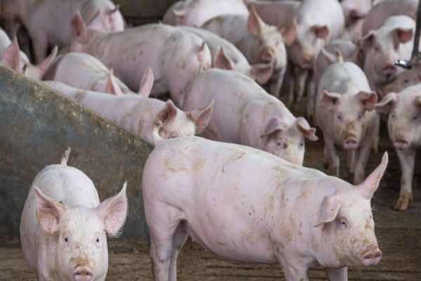 Abate de suínos bate recorde no segundo trimestre, diz IBGE