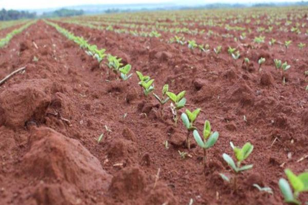 Paraná e Rondônia iniciam plantio da soja no dia 10, mas La Niña preocupa