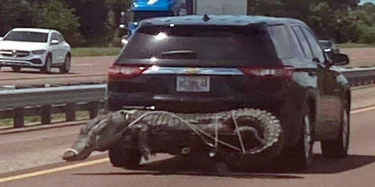 Chocante: carro com jacaré gigantesco amarrado na traseira surpreende motoristas
