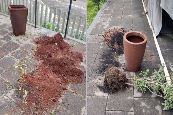 Parque Tarquínio é alvo de vândalos e várias plantas são arrancadas dos vasos
