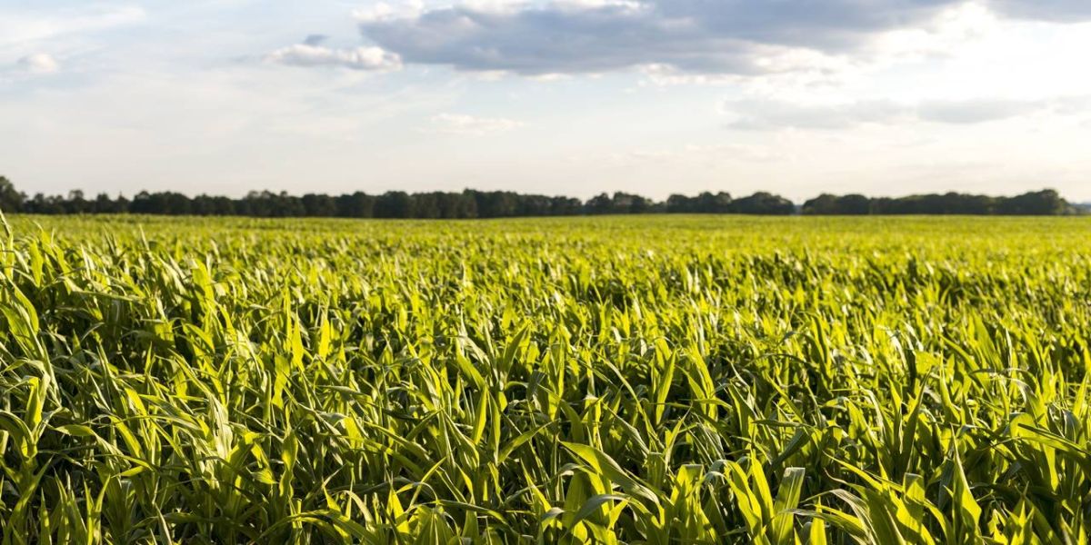 Produtor ganha novas ferramentas para o controle biológico de cigarrinha do milho e fungos de solo