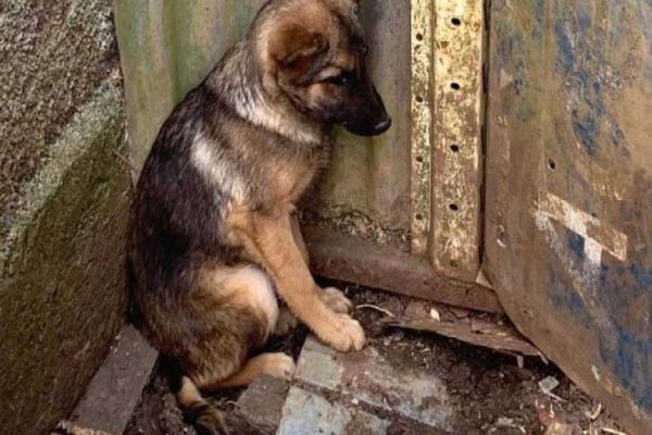 Penalidades mais rígidas para agressores de animais já estão em vigor no Paraná
