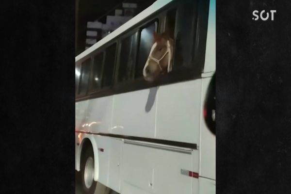 Cavalo é flagrado viajando de ônibus em Santa Catarina