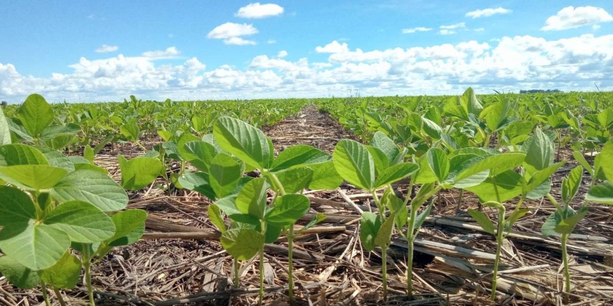 Estudo aponta oportunidades de redução nas emissões de carbono na produção de soja do Matopiba