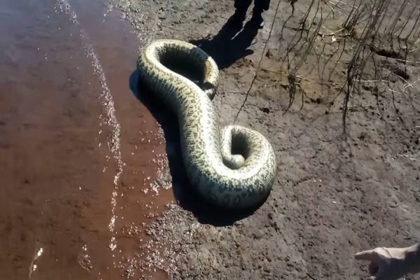 Sucuri com mais de quatro metros é encontrada por pescadores em Santa Helena
