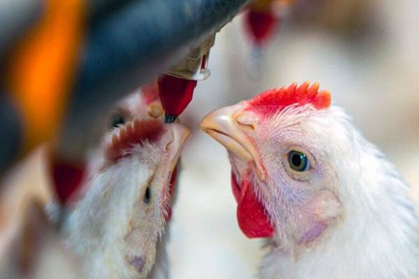 Edital Agro 4.0 do Mapa e ABDI qualifica projeto do Oeste do Paraná