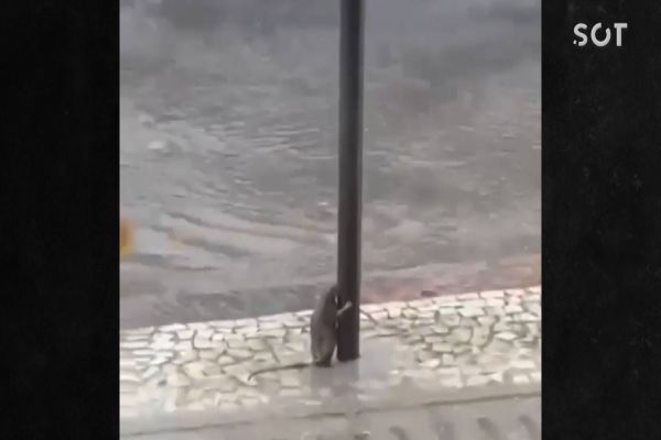 Rato é flagrado segurando em poste durante temporal viraliza e causa comoção