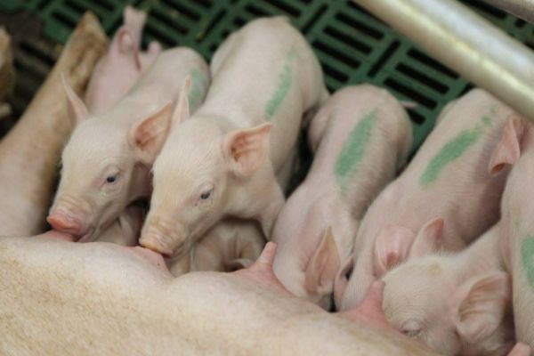 Copacol registra primeiros nascimentos de leitões na UPD de Jesuítas