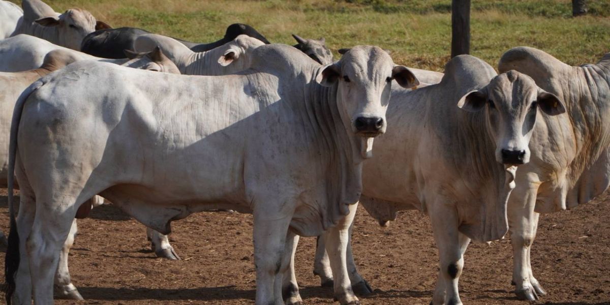 Para aproveitar oportunidades,  pecuária em Mato Grosso precisa superar desafios...