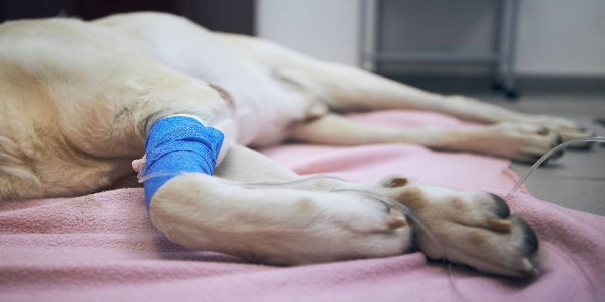 Outubro Rosa: pets também têm câncer de mama