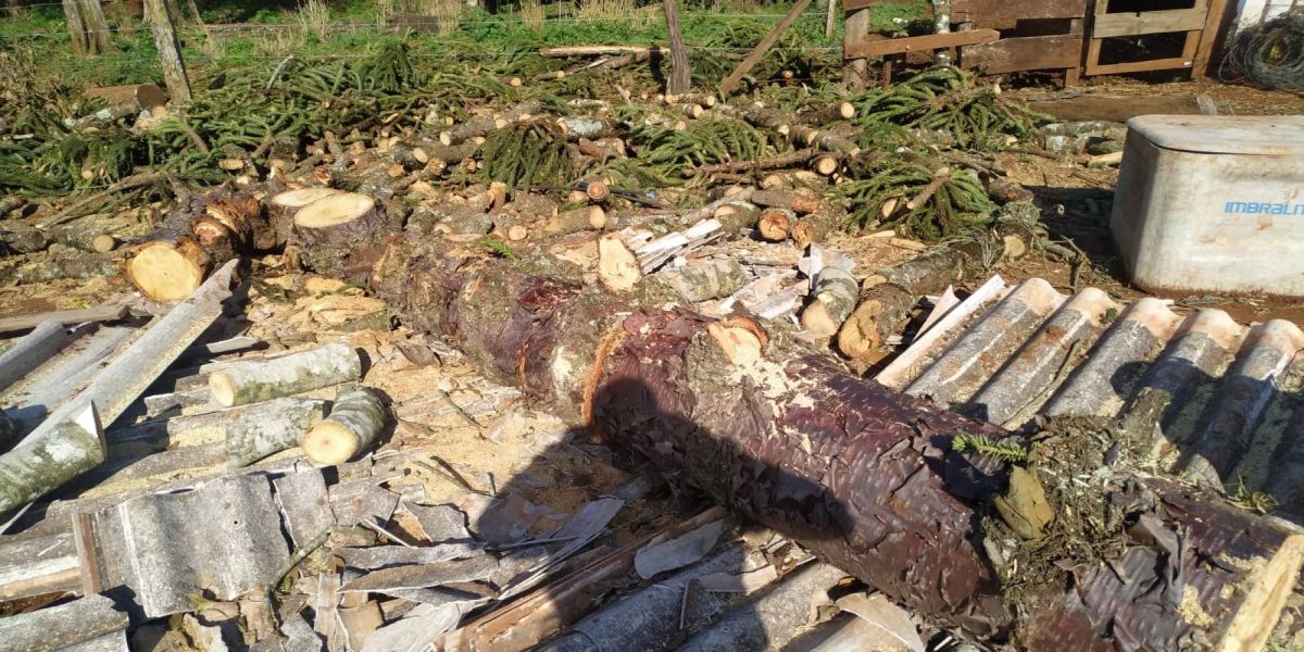 GM e IAT registram crime de corte ilegal de arvores nativas em propriedade rural de Cascavel