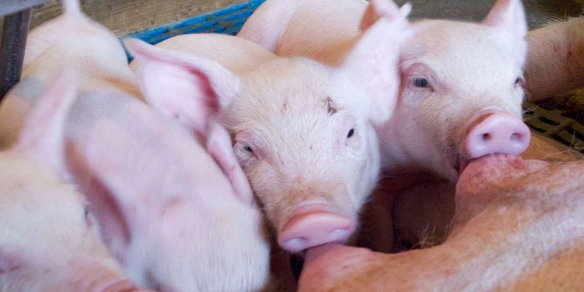 Nutrição equilibrada e boa genética pautam o sucesso na produção de suínos