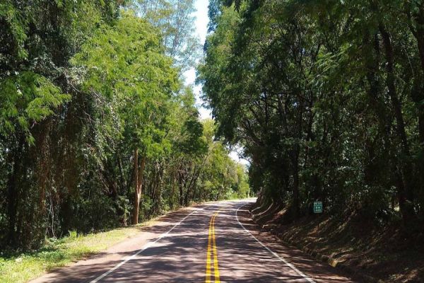 DER/PR analisa propostas para poda de árvores em 742 km de rodovias do Oeste e Sudoeste