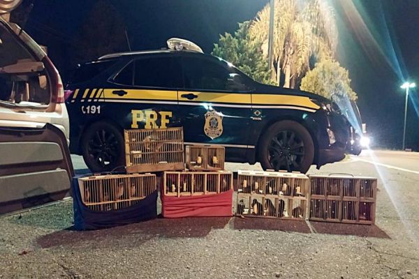 Imagem referente a notícia: PRF apreende carro com porta-malas cheio de pássaros na BR-277