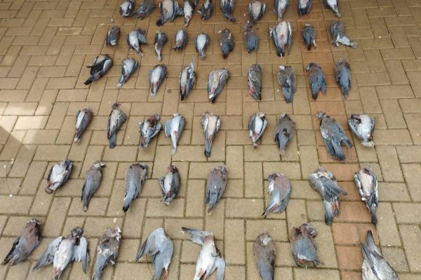 Polícia Ambiental autua homem por caçar espécimes da fauna silvestre no sudoeste do Paraná