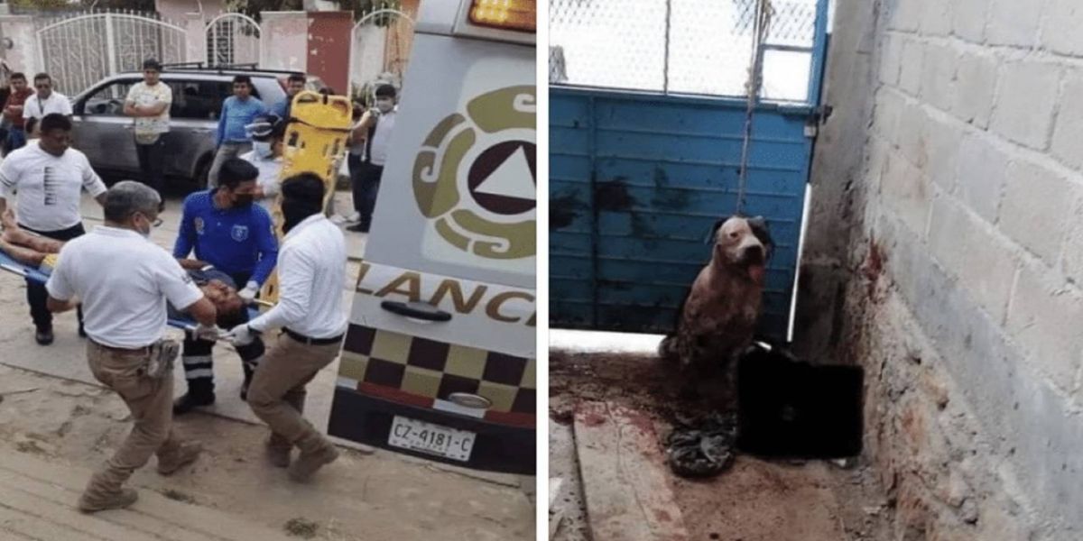 Pitbull ataca assaltante e família de suspeito quer morte de cachorro