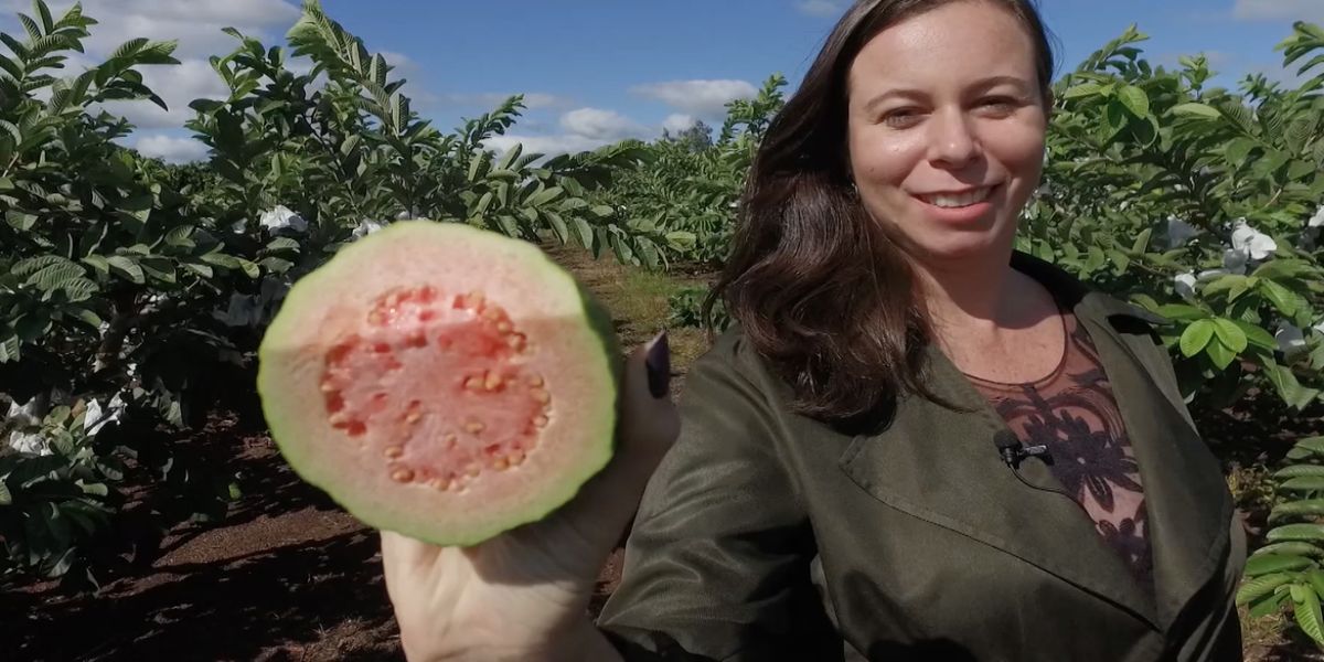 Goiaba produzida no norte do Paraná ganha o mundo