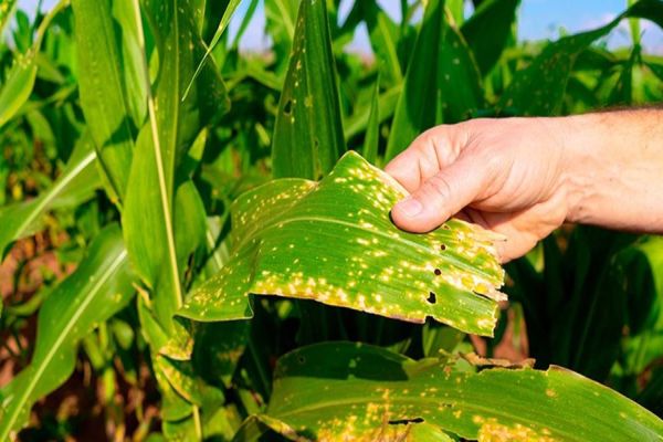 Controle do milho voluntário na cultura da soja