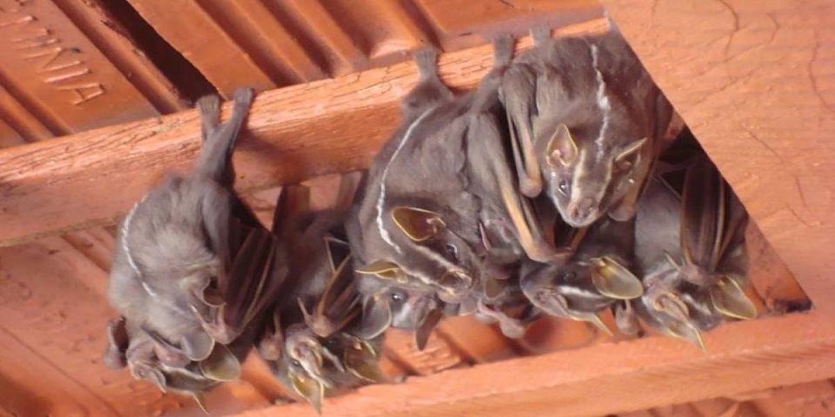 IAT promove atividade prática com morcegos para mostrar importância desses animais