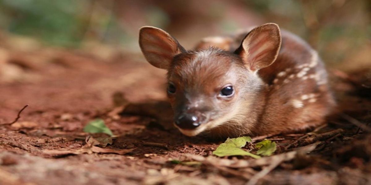 Novo morador: Veado-bororó nasce no Zoo de Cascavel e você pode definir o nome do filhote