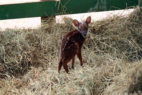 Zoo: Cascavelenses votam e decidem que veado-bororó terá nome de Robertinho