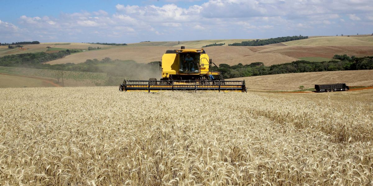 No Paraná, colheita do trigo avança pouco com chuvas intermitentes em todo Estado
