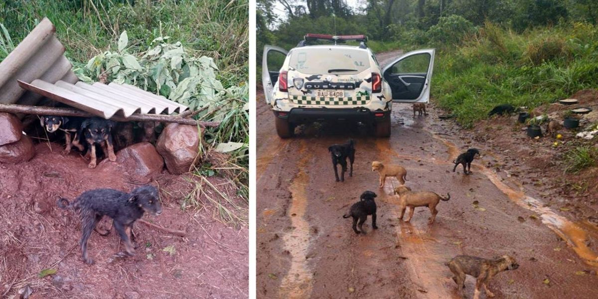 Onze cachorros são encontrados abandonados na área rural de Cascavel
