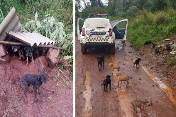 Onze cachorros são encontrados abandonados na área rural de Cascavel