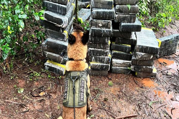 BPFRON apreende 805,9 kg de maconha com o apoio do cão farejador em Santa Helena