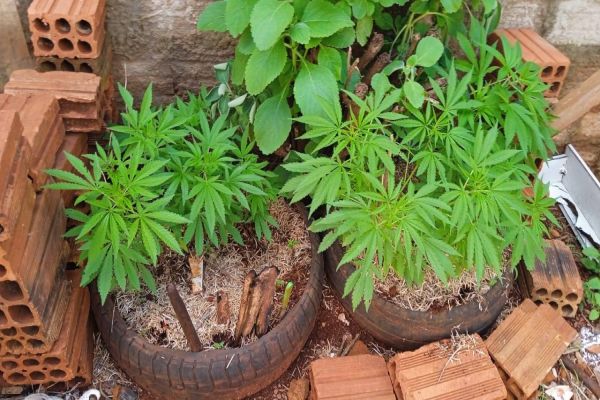 Guarda Municipal apreende pés de maconha em residência abandonada no Loteamento Barcelona
