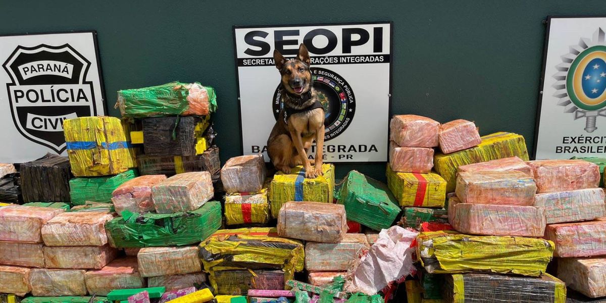 PCPR faz sua maior apreensão de drogas no ano: 3,5 toneladas de maconha