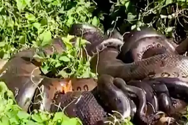 Imagem referente a notícia: Impressionante: Moradores fazem registro de família de sucuris no rio Piquiri, em Altônia