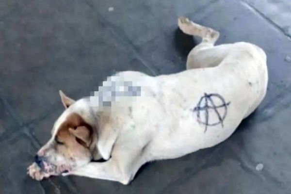 Polícia investiga pichações feitas em cachorro nos Campos Gerais do Paraná