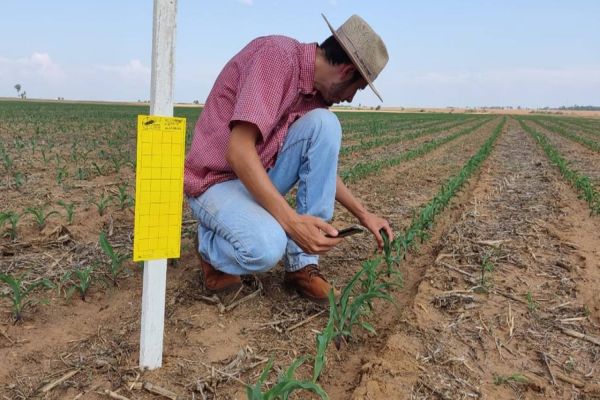 Esquadrão de combate à cigarrinha supera a marca de 5,1 mil armadilhas em campo