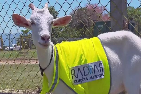 BÉÉÉÉ: Cabra é 'contratada' para integrar equipe operacional em pista de aeroporto