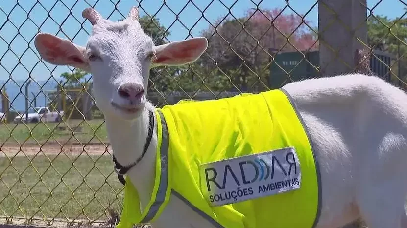 Foto relacionada a notícia: BÉÉÉÉ: Cabra é 'contratada' para integrar equipe operacional em pista de aeroporto