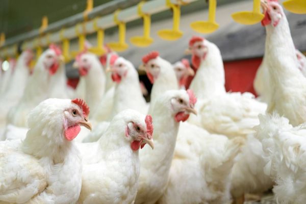 Avicultores estão em alerta com a chegada da Influenza Aviária na América do Sul