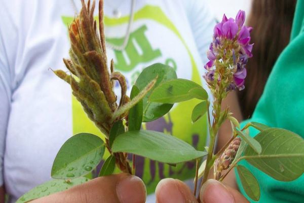 Leguminosa pouco conhecida pode aumentar em 60% a produção de carne