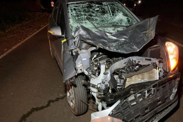 Imagem referente a notícia: Boi atravessa pista e HB20 fica com frente destruída na PR-182 em Maripá