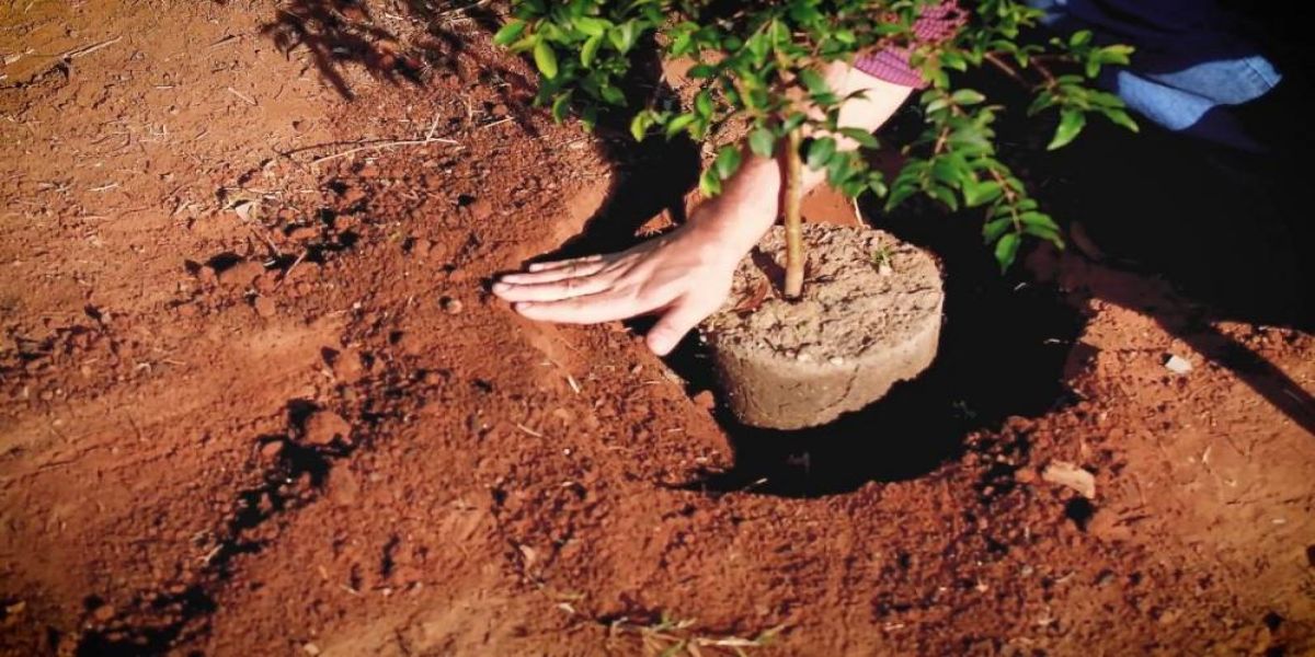 Programa proposto por vereador quer estudantes envolvidos no plantio de mudas