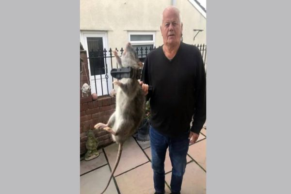 Homem encontra rato do tamanho de um cachorro no quintal de casa, na Inglaterra