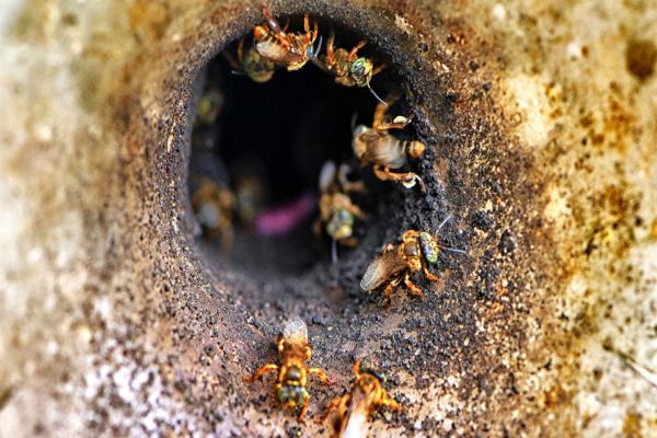 Projeto Poliniza Paraná está entre os três primeiros classificados de premiação nacional