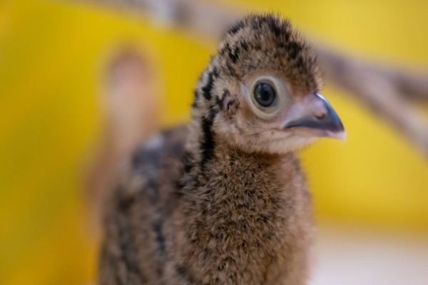 Refúgio Biológico da Itaipu comemora reprodução de jacutingas