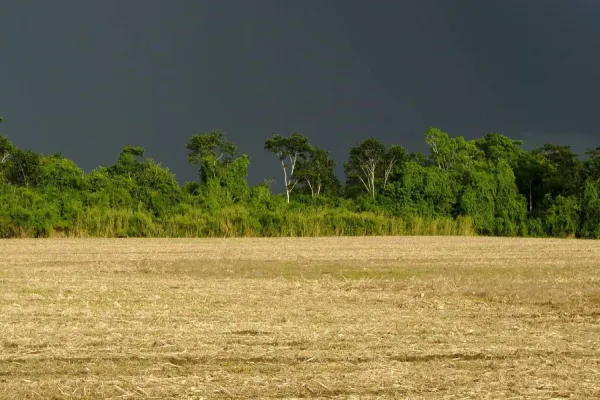 Foto relacionada a notícia: Chuvas de outubro beneficiaram agricultura e pastagens, mostra boletim do IDR-Paraná