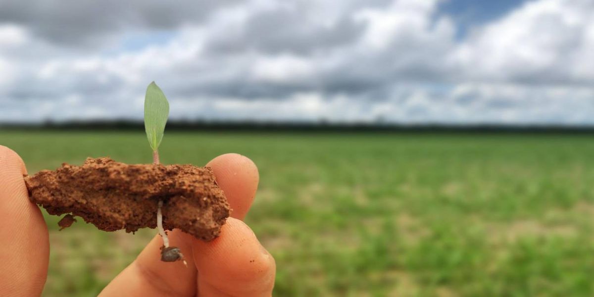Cuidado na fase da germinação é importante na formação da pastagem